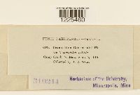 Cronartium comandrae image