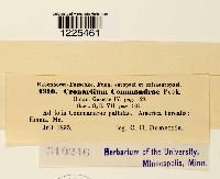 Cronartium comandrae image