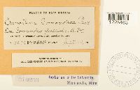 Cronartium comandrae image