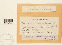 Cronartium comandrae image