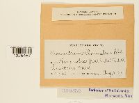 Cronartium comandrae image