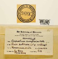 Cronartium comptoniae image