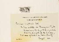 Cronartium comptoniae image