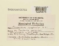 Cronartium comptoniae image