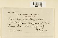 Cronartium comptoniae image