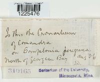 Cronartium comptoniae image