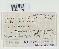 Cronartium comptoniae image