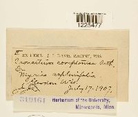 Cronartium comptoniae image