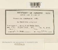 Cronartium comptoniae image