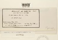 Cronartium comptoniae image