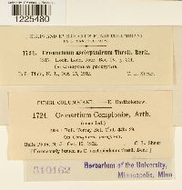 Cronartium comptoniae image