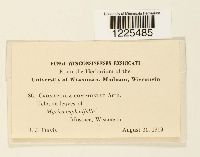 Cronartium comptoniae image