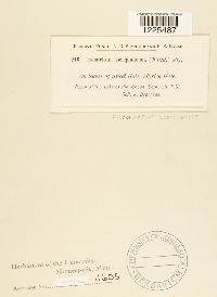 Cronartium comptoniae image