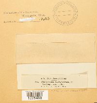 Cronartium comptoniae image