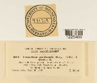 Cronartium comptoniae image