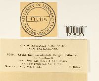 Cronartium comptoniae image