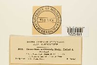 Cronartium comptoniae image