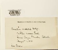 Cronartium comptoniae image