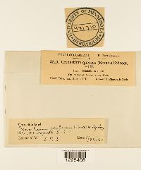 Cronartium quercuum image