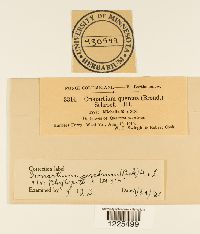 thumbnail image of current specimen