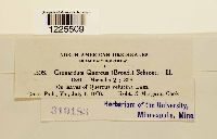 Cronartium quercuum image