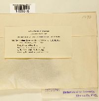 Cronartium quercuum image