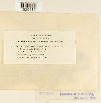 Cronartium quercuum image