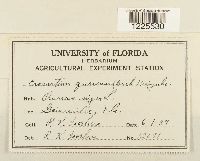 Cronartium quercuum image