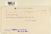 Cronartium coleosporioides image