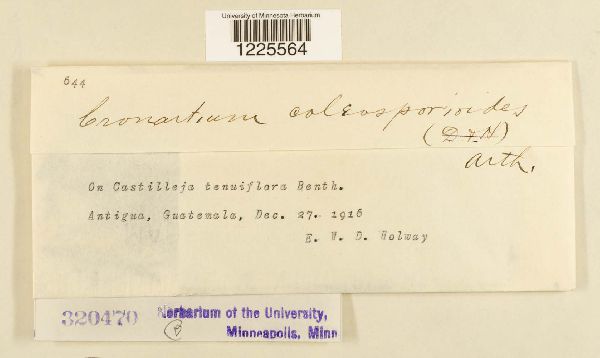 Cronartium coleosporioides image