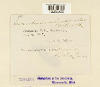 Cronartium coleosporioides image