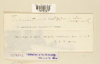 Cronartium coleosporioides image