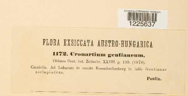 Cronartium gentianeum image