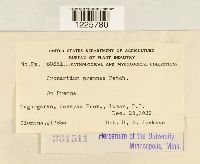 Crossopsora premnae image