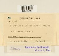 Cronartium quercuum image