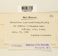 Cronartium quercuum image
