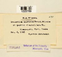 Cronartium quercuum image
