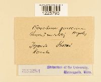 Cronartium quercuum image