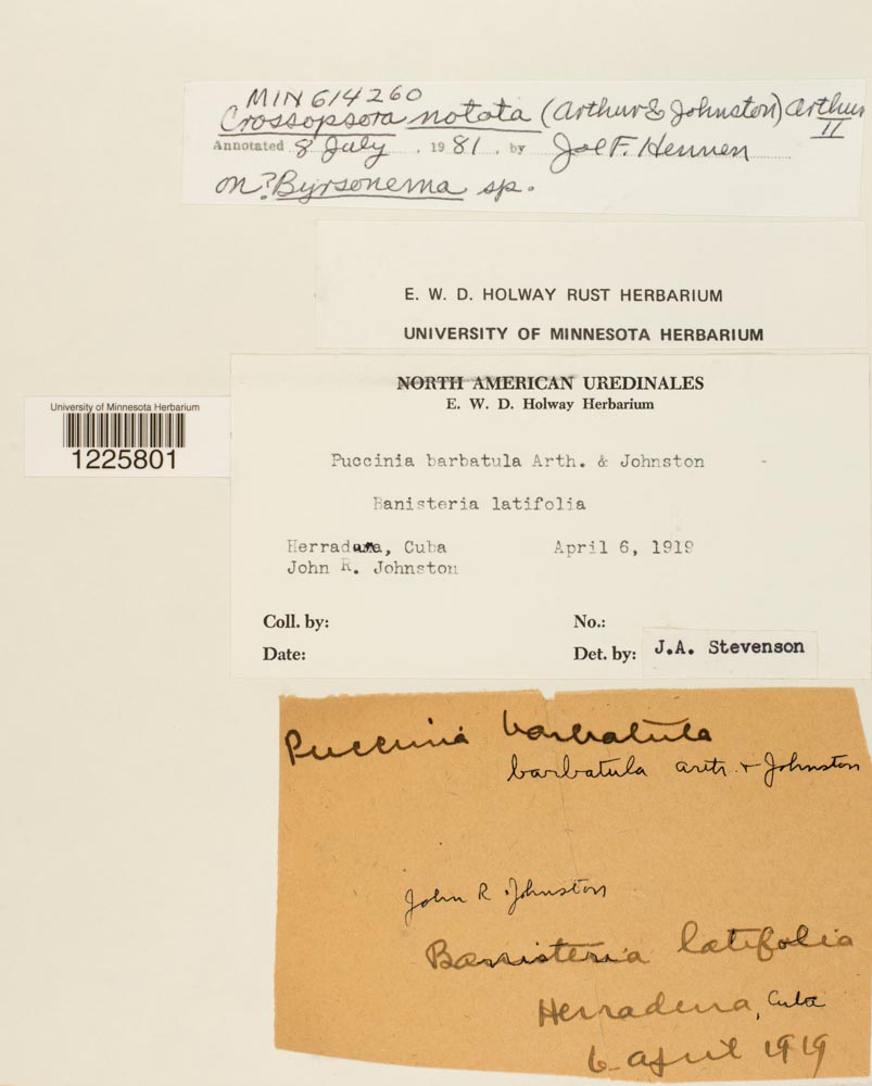 Crossopsora notata image