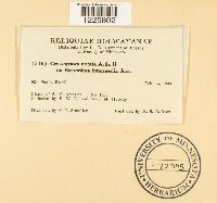 Crossopsora notata image