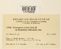 Crossopsora notata image