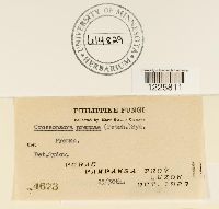 Crossopsora premnae image