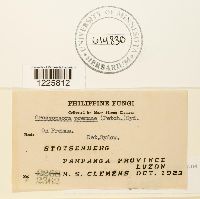 Crossopsora premnae image