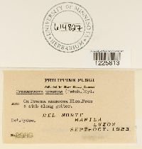 Crossopsora premnae image