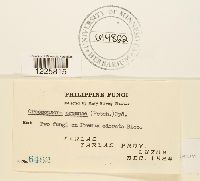 Crossopsora premnae image