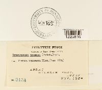 Crossopsora premnae image