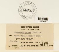 Crossopsora premnae image