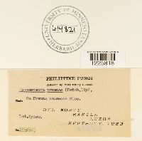 Crossopsora premnae image