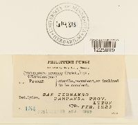 Crossopsora premnae image