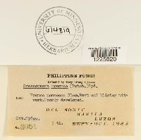 Crossopsora premnae image